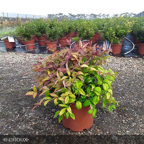NANDINA domestica 'Fire Power'