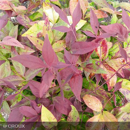 NANDINA domestica 'Fire Power'