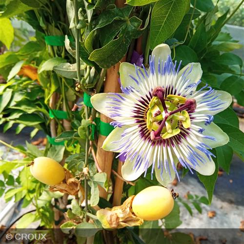 PASSIFLORA caerulea