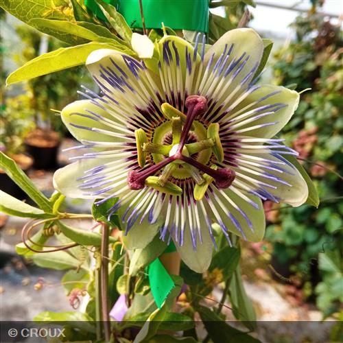 PASSIFLORA caerulea