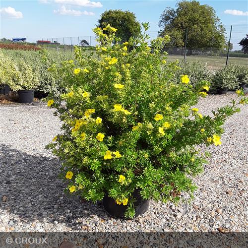 POTENTILLA  fruticosa 'Goldfinger'
