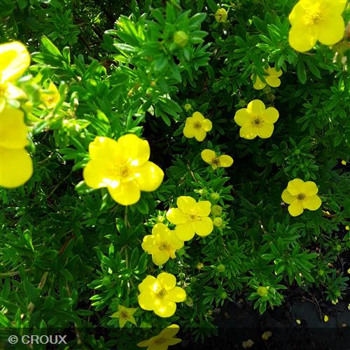 POTENTILLA  fruticosa 'Goldfinger'