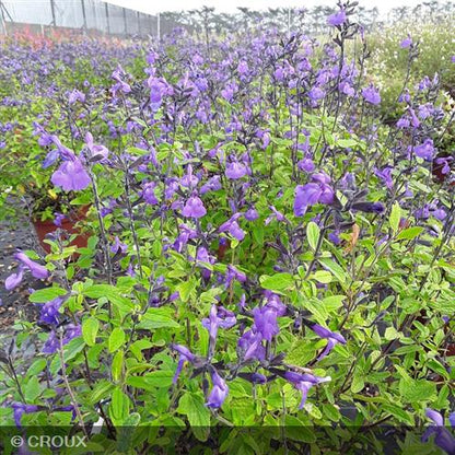 SALVIA microphylla So cool® pale blue