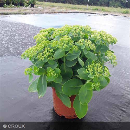 SEDUM spectabile 'Brilliant'