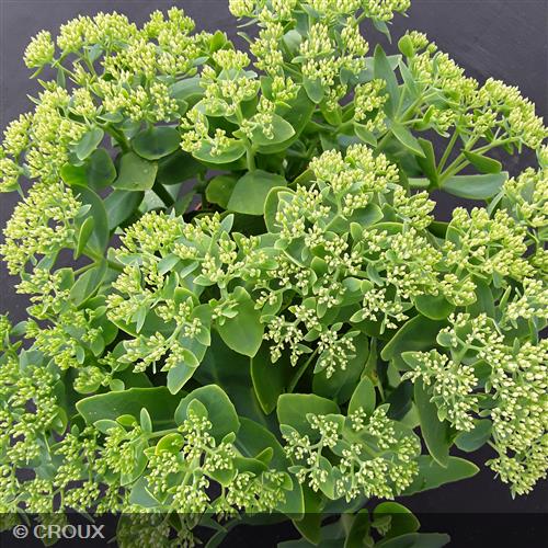 SEDUM spectabile 'Brilliant'
