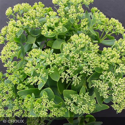 SEDUM spectabile 'Brilliant'