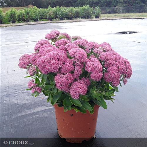 SEDUM spectabile 'Carl'