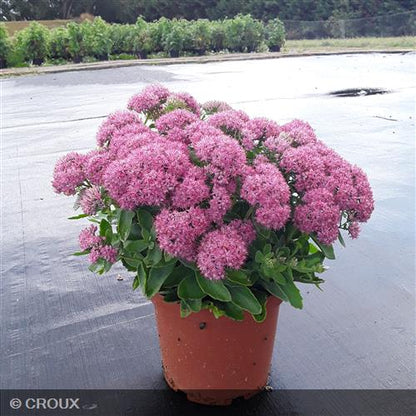 SEDUM spectabile 'Carl'