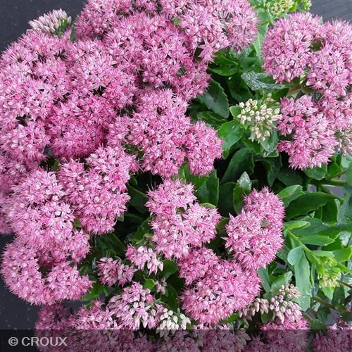 SEDUM spectabile 'Carl'