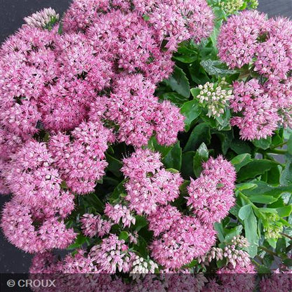 SEDUM spectabile 'Carl'