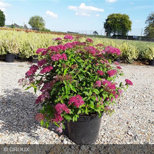 SPIRAEA japonica 'Anthony Waterer'