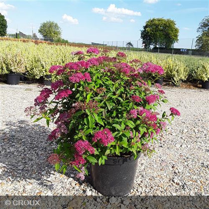 SPIRAEA japonica 'Anthony Waterer'