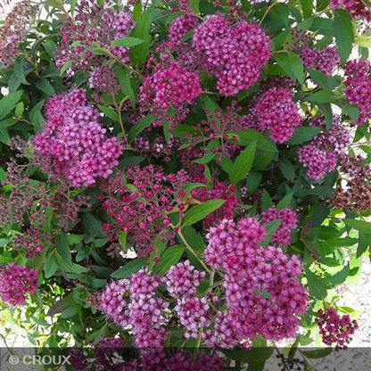 SPIRAEA japonica 'Anthony Waterer'