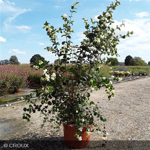 SYMPHORICARPOS x doorenbosii 'White Edge'