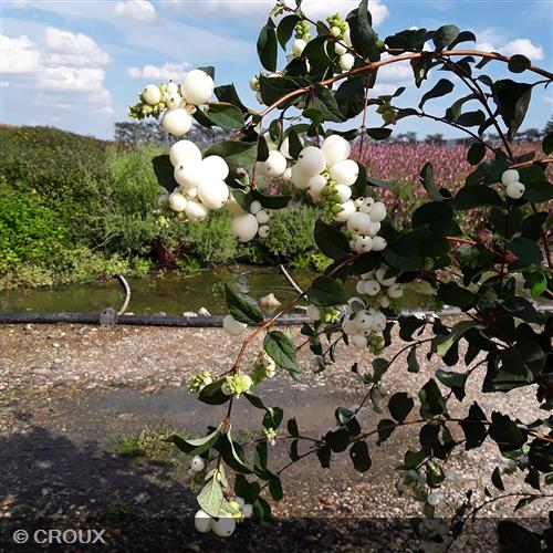 SYMPHORICARPOS x doorenbosii 'White Edge'