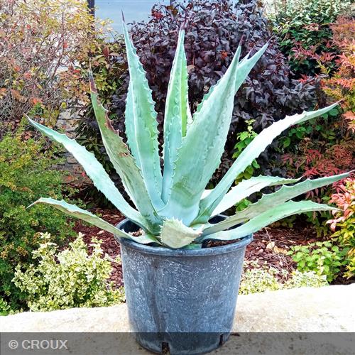 AGAVE americana