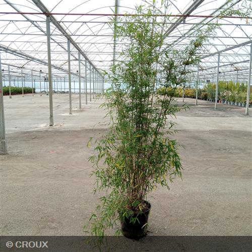 BAMBOU FARGESIA 'Angustissima'