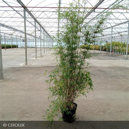 BAMBOU FARGESIA 'Angustissima'