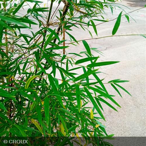 BAMBOU FARGESIA 'Angustissima'