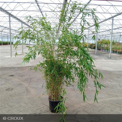 BAMBOU FARGESIA robusta 'Obelisk®'