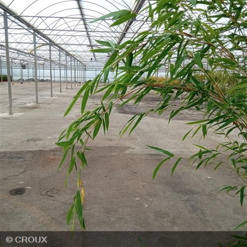 BAMBOU FARGESIA robusta 'Obelisk®'