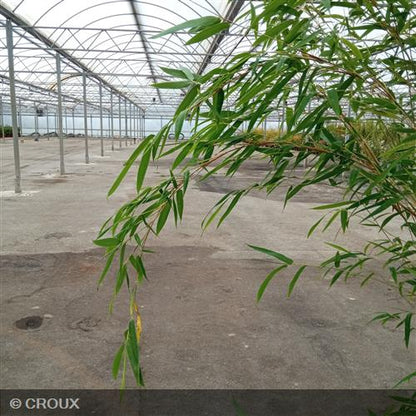 BAMBOU FARGESIA robusta 'Obelisk®'