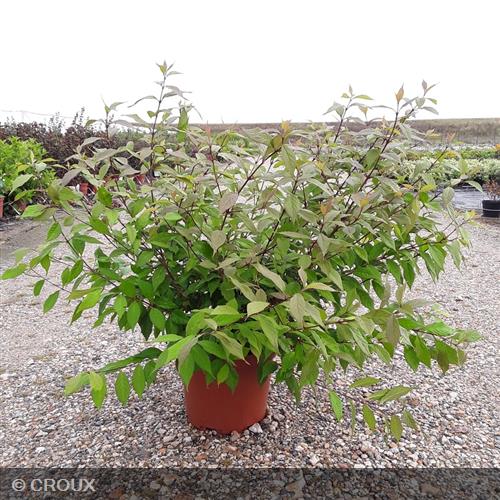 CALLICARPA dichotoma 'Cardinal'