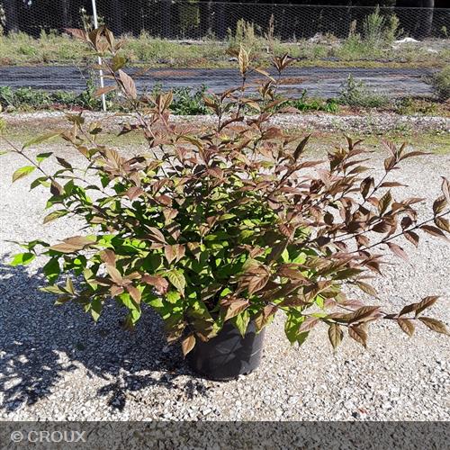 CALLICARPA dichotoma 'Cardinal'