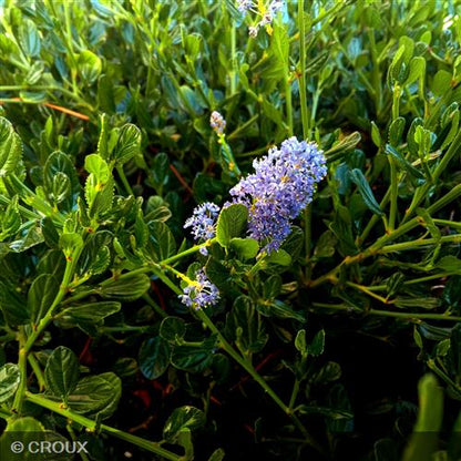 CEANOTHUS thyrsiflorus 'Skylark'