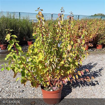 CORNUS sanguinea 'Mindwinter Fire'