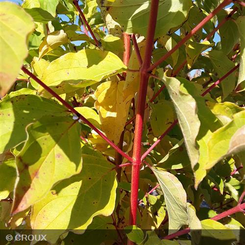 CORNUS sanguinea 'Mindwinter Fire'