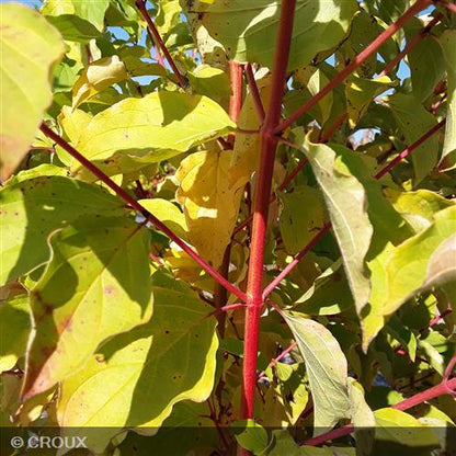 CORNUS sanguinea 'Mindwinter Fire'