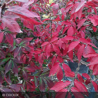EUONYMUS alatus 'Compactus'