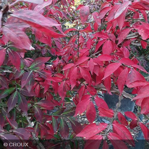 EUONYMUS alatus