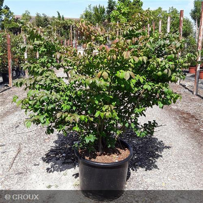 EUONYMUS alatus
