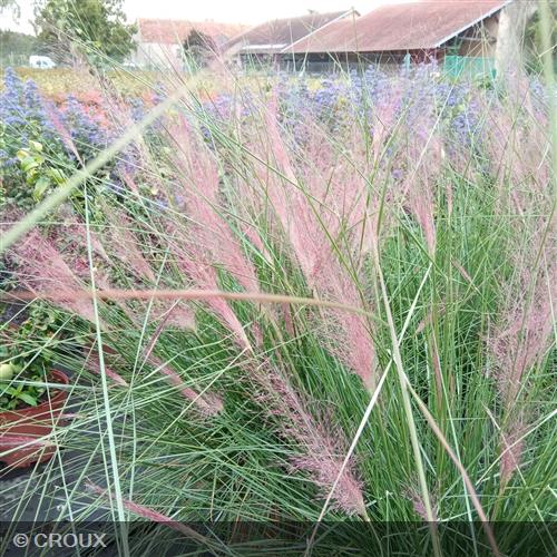 MUHLENBERGIA capillaris