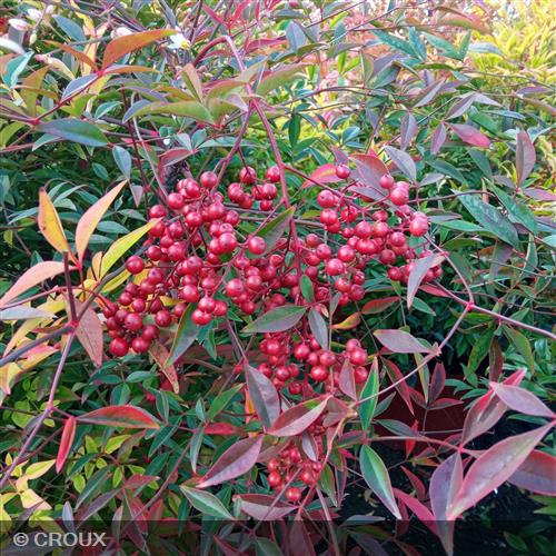 NANDINA domestica