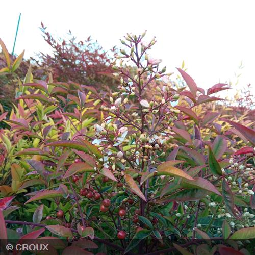 NANDINA domestica