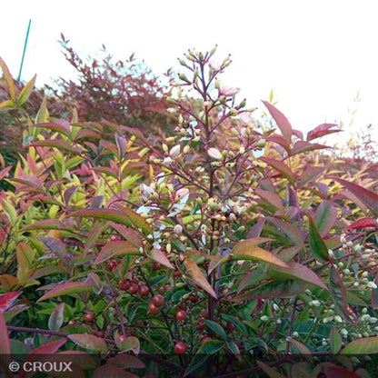 NANDINA domestica