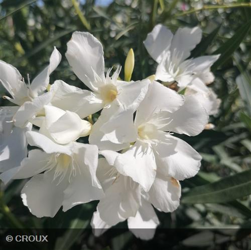 NERIUM oleander Blanc