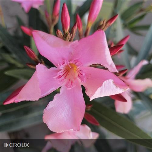 NERIUM oleander Rose