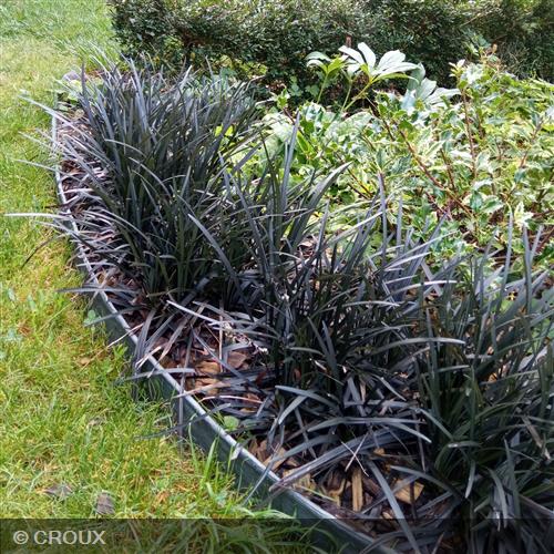 OPHIOPOGON planicaspus  'Niger'