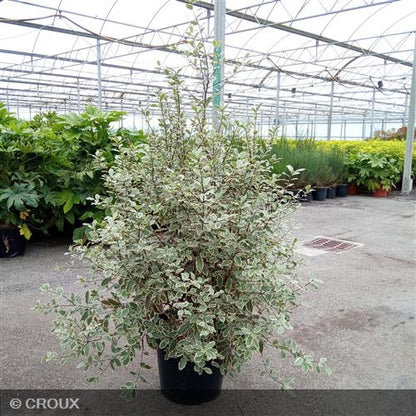 PITTOSPORUM tenuifolium 'Elisabeth'