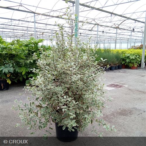PITTOSPORUM tenuifolium 'Elisabeth'