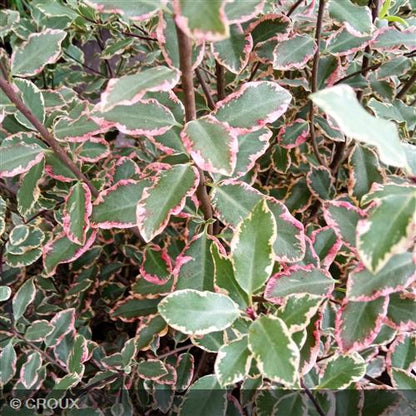 PITTOSPORUM tenuifolium 'Elisabeth'