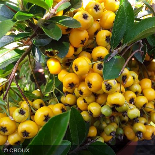 PYRACANTHA coccinea 'Soleil D'or'