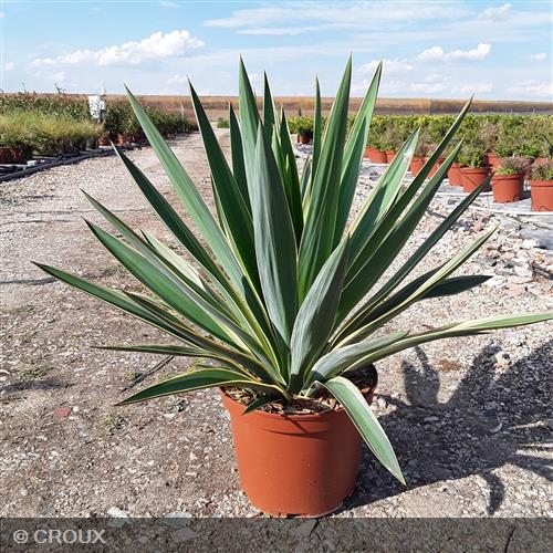 YUCCA gloriosa 'Variegata'