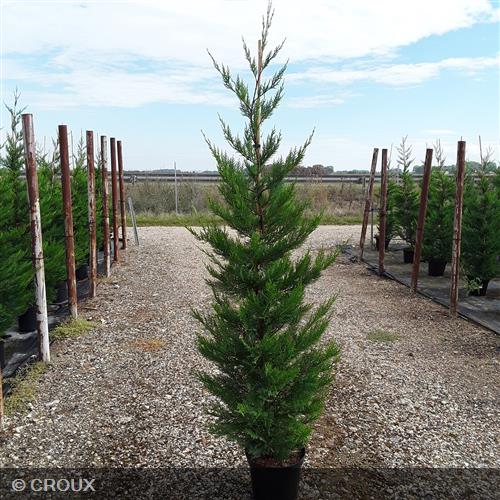 CUPRESSOCYPARIS leylandii 'Oger'