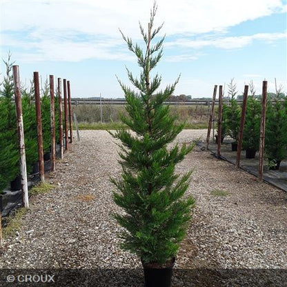 CUPRESSOCYPARIS leylandii 'Oger'