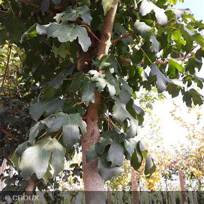 ACER campestre 'Queen Elisabeth'